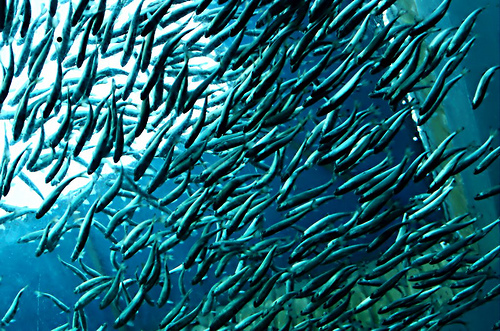 fish school
